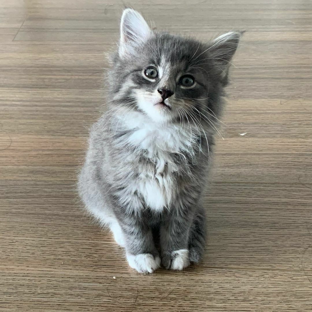 Maine Coon Kittens For Sale